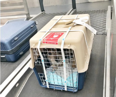 青海宠物托运 宠物托运公司 机场宠物托运 宠物空运